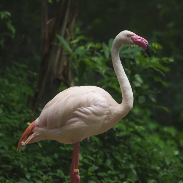 Flamingo Zoo — Stockfoto