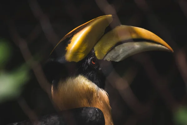 Riesenhornvogel Zoo — Stockfoto