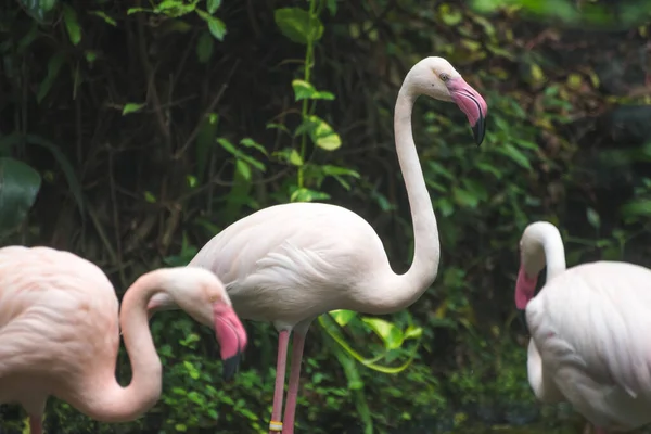 Flamingo Zoológico — Fotografia de Stock