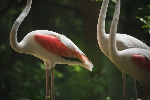 Flamingó Állatkertben — Stock Fotó