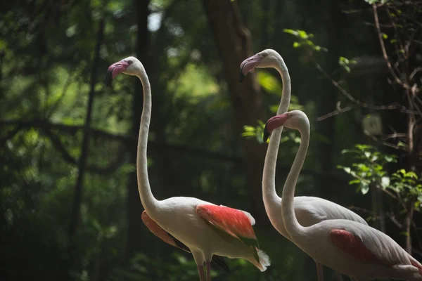 Flamingó Állatkertben — Stock Fotó