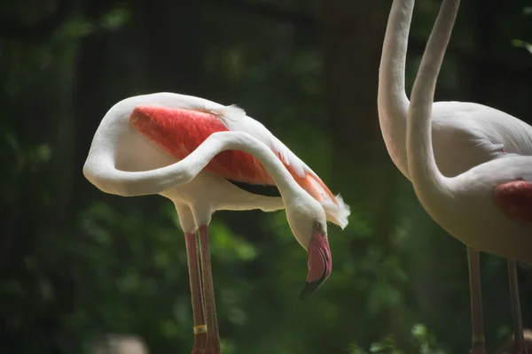 Flamingo Zoo — Stockfoto