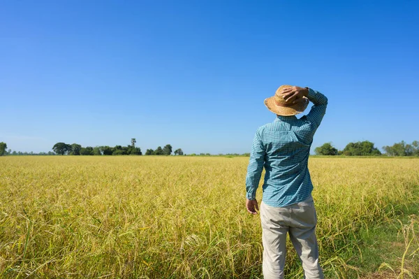 Jovem Asiático Agricultor Paddy Campo — Fotografia de Stock