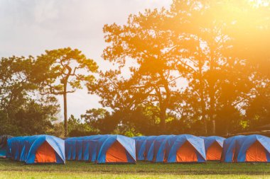 Çam ağacı ormanının yakınında kamp yapan bir turist çadırı.