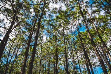 Phukradueng, Loei 'deki Çam Ağacı Ormanı, Tayland' daki Ulusal Park.
