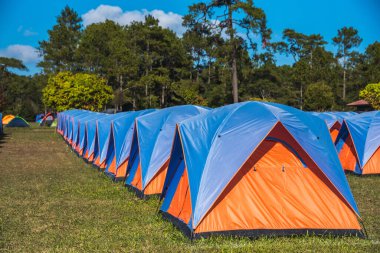 Çam ağacı ormanının yakınında kamp yapan bir turist çadırı.