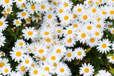 Papatya çiçeği - yabani papatya çayı