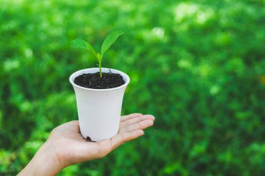 Dünya Çevre Günü konsepti. Saksıda el ele tutuşmak.