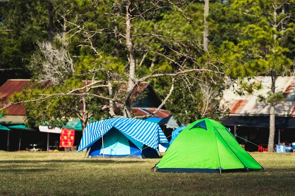 松林の近くの観光テントキャンプ — ストック写真