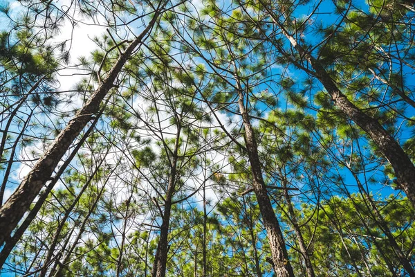 Δάσος Πεύκου Στο Phukradueng Loei Εθνικό Πάρκο Στην Ταϊλάνδη — Φωτογραφία Αρχείου