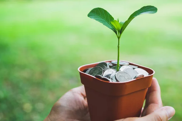 Uang Dalam Pot Dengan Tanaman Tumbuh Konsep Simpan — Stok Foto