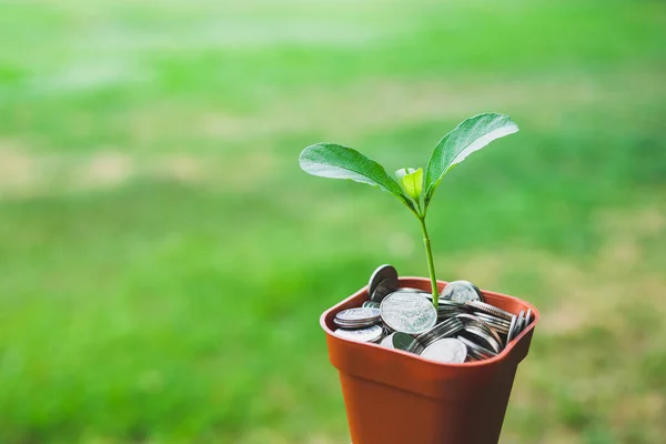 Uang Dalam Pot Dengan Tanaman Tumbuh Konsep Simpan — Stok Foto
