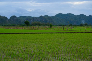 Güzel organik yeşil çeltik tarlası