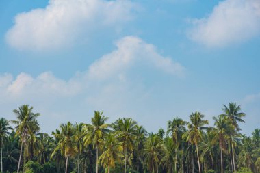 Mavi gökyüzü olan hindistan cevizi palmiyeleri
