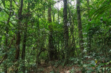 Koyu yeşil orman doğası