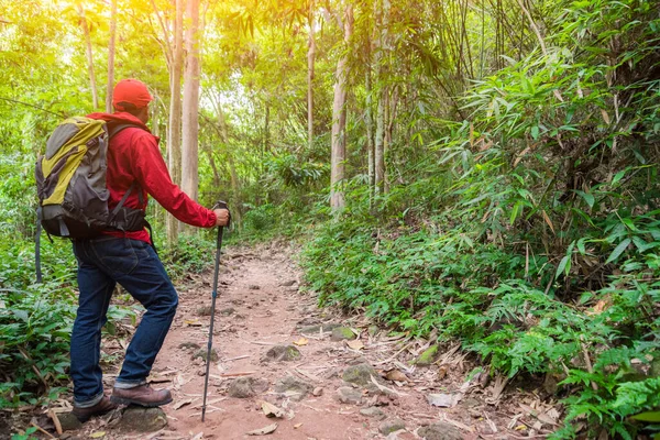 Jovem Asiático Homem Viagem Caminhadas Floresta Montanha Desfrutar Andar Natureza — Fotografia de Stock
