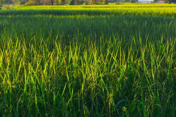Rijst plant groen — Stockfoto