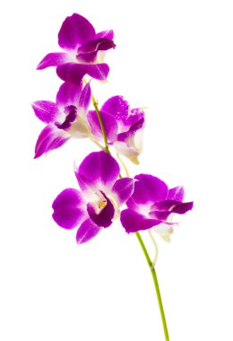 Orkide çiçek mor