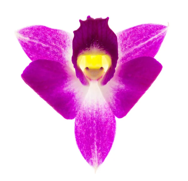 Flor de orquídea roxa — Fotografia de Stock