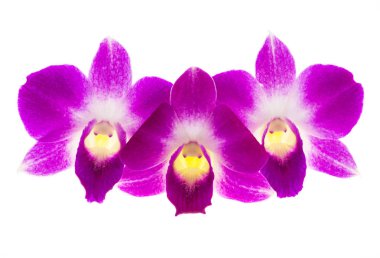 Mor orkide çiçeği.