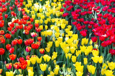 Lale Çiçek Bahçesi