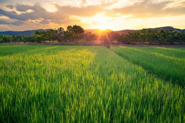 Tayland kırsalında gün batımına ve dağ geçmişine sahip pirinç tarlası.