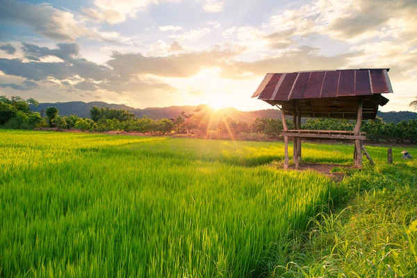 Rijstveld Met Zonsondergang Cottage Gebouw Het Platteland Van Thailand — Stockfoto