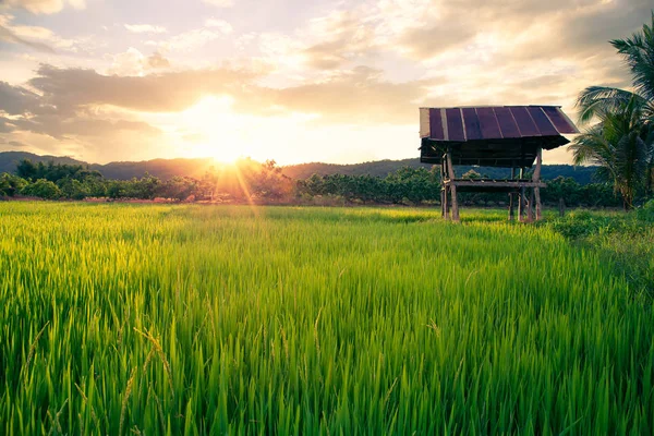 Rijstveld Met Zonsondergang Bergachtige Achtergrond Het Platteland Van Thailand — Stockfoto