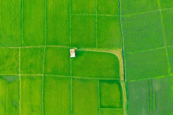 Luftaufnahme Des Grünen Landwirtschaftlichen Feldes Und Gebiets — Stockfoto