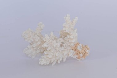 Doldurulmuş mercan. Cansız deniz mercanı.