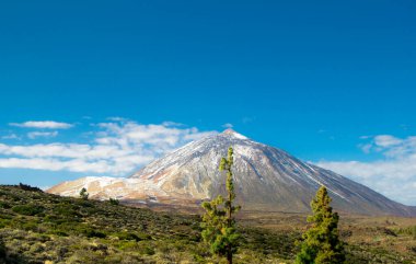 Teide Dağı, İspanya 'nın en yüksek zirvesi. Karla gözlemlenir ve ön planda bir kanarya çamı vardır..