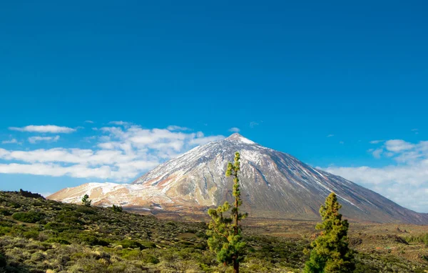 Teide Dağı, İspanya 'nın en yüksek zirvesi. Karla gözlemlenir ve ön planda bir kanarya çamı vardır..