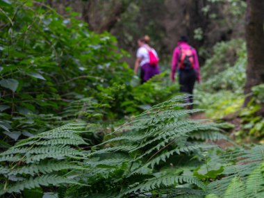 Ön planda bir eğrelti otunun yaprakları, tipik bir Kanarya bitkisi. Arka planda, bazı kızlar yürüyüşe çıkar. Görüntü El Hierro adasındaki defne ormanında çekildi..