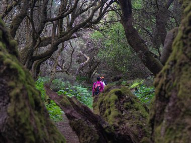 In the foreground a defocused tree trunk. In the background, people go hiking. The photo was taken in a Laurisilva forest, on the island of El Hierro. clipart