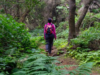 Ön planda bir eğrelti otunun yaprakları, tipik bir Kanarya bitkisi. Arka planda, bazı kızlar yürüyüşe çıkar. Görüntü El Hierro adasındaki defne ormanında çekildi..