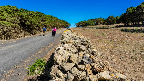 El Hierro adasındaki Laurisilva ormanında üç kişi yürüdü. La Llania yürüyüş için ideal bir yer..