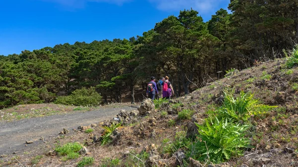 El Hierro adasındaki bir ormana giren yürüyüşçüler. Demir doğa ile temasta yürüyüş için idealdir..