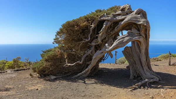 La Sabina El Hierro adasında. El Hierro adasında zorunlu ziyaret yeri. Adanın karakteristik bir ağacıdır..