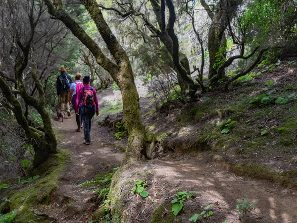 El Hierro adasındaki Laurisilva ormanında üç kişi yürüdü. La Llania yürüyüş için ideal bir yer..
