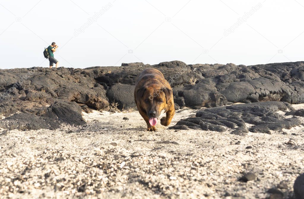 In the foreground, a dog walks on sand. In the background, a photographer takes photos of lava flows from a volcano. This image was taken in La restinga, El Hierro.