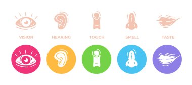 Five human senses icons set. Vision, hearing, touch, smell and taste. Eye, ear, hand, finger, nose and mouth. Cute simple modern design. Symbols and logos. Flat style vector illustration. clipart