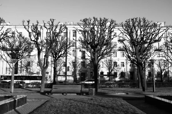 Trimmed trees on a spring day in the park