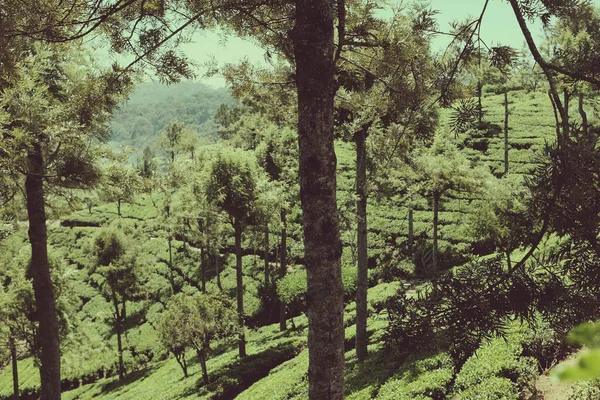 Sri Lanka - çayın yetiştiği ülke