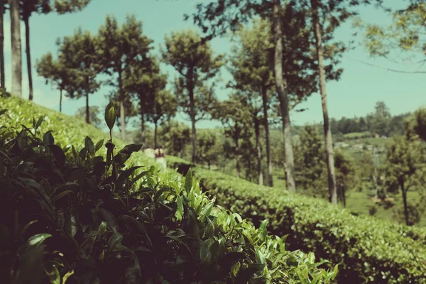 Sri Lanka - çayın yetiştiği ülke