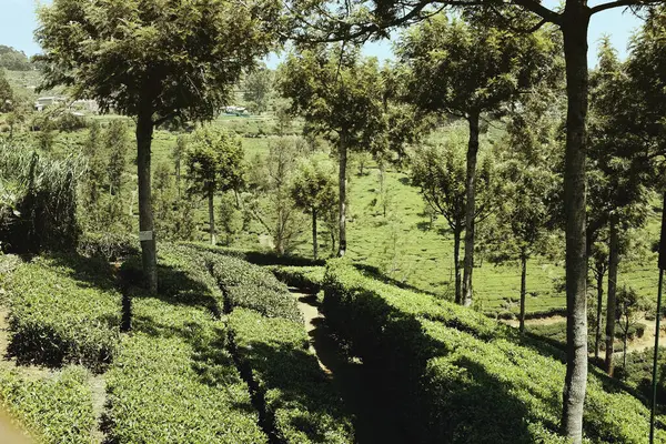 Sri Lanka - çayın yetiştiği ülke