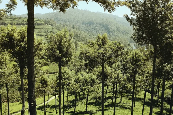 Sri Lanka - çayın yetiştiği ülke