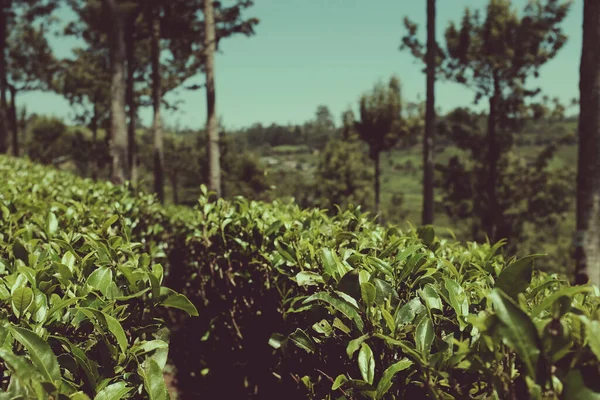 斯里兰卡 茶叶生长的国家 — 图库照片