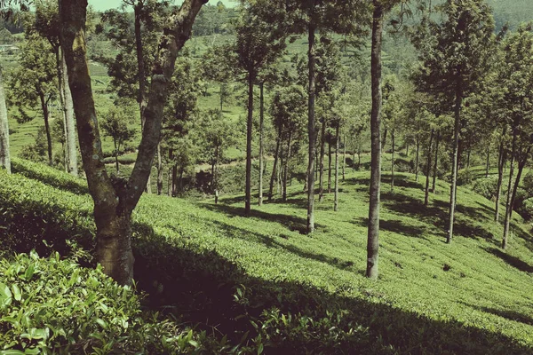 Sri Lanka - çayın yetiştiği ülke