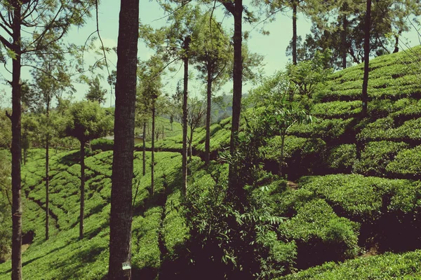 Sri Lanka - çayın yetiştiği ülke