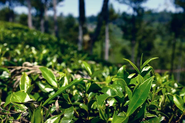 Sri Lanka - çayın yetiştiği ülke